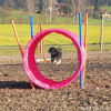 2023_hundeplus_nadac_545dd9c5-015c-4a13-aabc-b86737c58f23