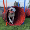2023_hundeplus_nadac_6cf6d3cc-7f2f-4818-8103-40255344404b