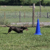 2023_hundeplus_nadac_6fc9696c-a5ff-47b4-a8a0-5e4f04a84ca1