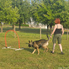 2023_hundeplus_nadac_73f02873-89fd-41db-8606-11b9375e09f3