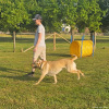 2023_hundeplus_nadac_98e09c4f-408f-4b6c-b76f-57eef3a6a151