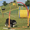 2023_hundeplus_nadac_IMG_2918