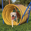 2023_hundeplus_nadac_c568996e-541d-44e4-920f-daa0d1afe978