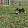 2023_hundeplus_nadac_c94cbc27-e72c-40ac-9760-48df77465d08
