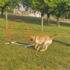 2023_hundeplus_nadac_d0e23be0-72a2-43b0-b908-9c54b754baee