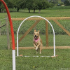 2023_hundeplus_nadac_d2d2f944-73dc-4063-b93d-dc486de43dfa