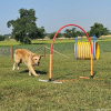 2023_hundeplus_nadac_d4a346d2-f150-4ce4-9677-0063650fa89b