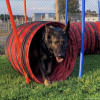 2023_hundeplus_nadac_e36e2a84-1046-46ff-b4a0-bfc5097646cd