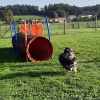 2023_hundeplus_nadac_e6750e1b-239a-41f2-9b15-54accc19e656