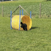 2023_hundeplus_nadac_f31735ed-da03-4ba6-9c64-0d429cae95e1