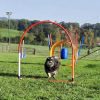 2023_hundeplus_nadac_ffe21e3c-c8cd-457d-98dc-f575b5113306