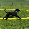 2024_hundeplus_longieren_IMG_3034