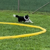 2024_hundeplus_longieren_IMG_3040