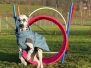 Parcour Longieren / Micadog / Nadac 2024