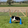 2024_hundeplus_nadaclongieren_IMG_0713