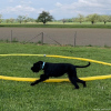 2024_hundeplus_nadaclongieren_IMG_0715