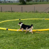 2024_hundeplus_nadaclongieren_IMG_0716