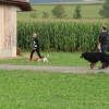 2015_plauschturnier_Plauschturnier_hundeplus_aug_2015_131