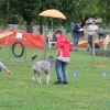 2015_plauschturnier_Plauschturnier_hundeplus_aug_2015_146