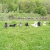 2008_sozialverhalten_gemischte_Gruppe_Allmend
