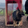 2019_hundeplus_schnappschuesse_IMG_1606