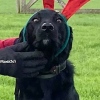 2019_hundeplus_schnappschuesse_IMG_1698