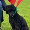 2019_hundeplus_schnappschuesse_IMG_1706