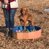 2019_hundeplus_schnappschuesse_IMG_5248