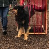 2019_hundeplus_schnappschuesse_c590b16e-e311-4ea7-b545-15fdaf28287d