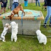 2020_hundeplus_schnappschuesse_IMG_1131