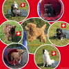 2023-08_hundeplus_FotodesMonats_IMG_4997