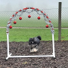 2023_hundeplus_schnappschuesse_082b9fcf-a458-499c-9639-bb629f314254