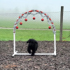 2023_hundeplus_schnappschuesse_3a83e0dc-182d-45a8-93fb-510798e314f3