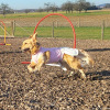 2023_hundeplus_schnappschuesse_5166220b-a475-4518-87f8-a950e5f78b30