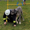 2023_hundeplus_schnappschuesse_5658d6ba-5d99-4b2f-b9f0-e5a9789a047e