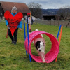 2023_hundeplus_schnappschuesse_5a899570-d654-411d-b5e7-15f3360344cd