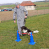 2023_hundeplus_schnappschuesse_681d8ade-197c-4b3a-8595-756f3b32b7e0