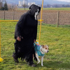 2023_hundeplus_schnappschuesse_7f7e5913-55ec-48de-8ca9-b89d6d554beb