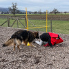 2023_hundeplus_schnappschuesse_IMG_2263