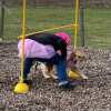 2023_hundeplus_schnappschuesse_IMG_2297