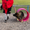 2023_hundeplus_schnappschuesse_IMG_2305