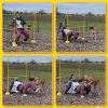 2023_hundeplus_schnappschuesse_IMG_2517