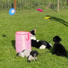 2023_hundeplus_schnappschuesse_IMG_7642