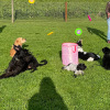 2023_hundeplus_schnappschuesse_IMG_7650