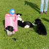 2023_hundeplus_schnappschuesse_IMG_7653
