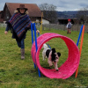 2023_hundeplus_schnappschuesse_acbb02fb-a61f-4173-8207-74a85cd4b31b