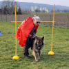 2023_hundeplus_schnappschuesse_b78c7654-b0d2-475c-9a67-5f24ccaf417b