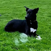 2024_hundeplus_schnappschuesse_506c1f4a-7c17-4cc8-8b36-c83a4ac8467c