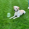 2024_hundeplus_schnappschuesse_6a7943d9-6d85-40c6-9154-b1f3ddd958f9