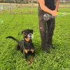 2024_hundeplus_schnappschuesse_97fa8827-4453-45e8-91df-0a07a6d88a5e